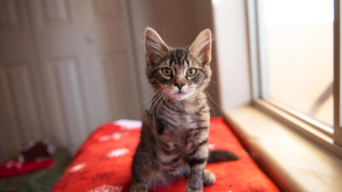 Hutton the kitten with only one front leg on a red blanket with white snowflakes