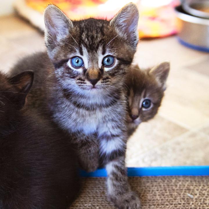 Five tiny kittens standing together on a cat scratching pad