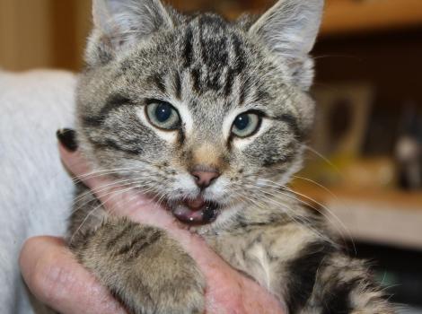 Bubba the tabby kitten being held in a person's hands