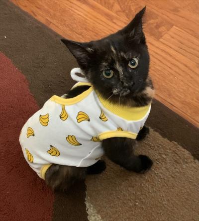 Indie the kitten wearing a protective onesie