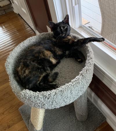 Indie the kitten lying on a cat tree