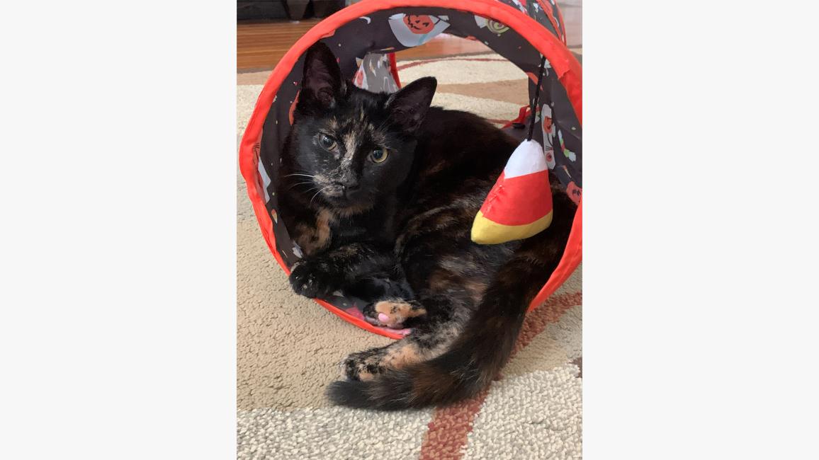 Indie the kitten in a Halloween-themed cat tube toy 