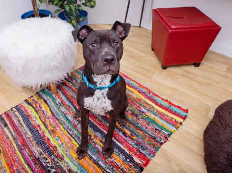 Black and white pit-bull-type dog in a home setting on a multi-colored rug