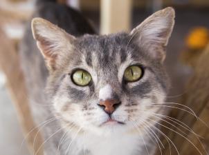 Gray and white cat looking directly