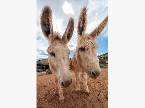 Jack and Rubia the donkeys outside next to each other, with upright ears