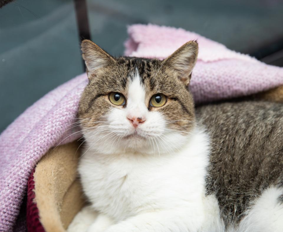 Tabby and white cat lying in a bed