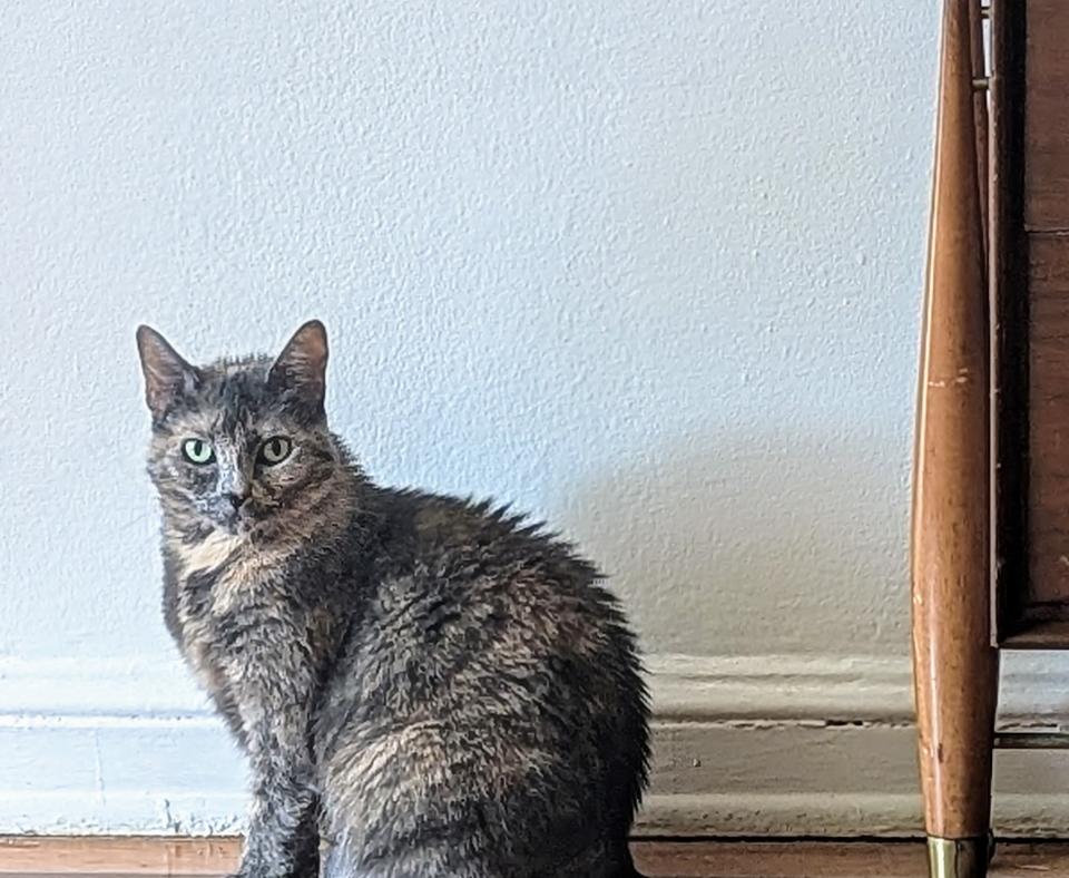 Pumba the cat sitting on a hardwood floor