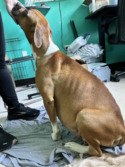 Ginger the dog, visibly pregnant, with a person's hand touching her chin