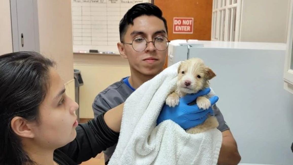 Two people drying a small puppy with a towel