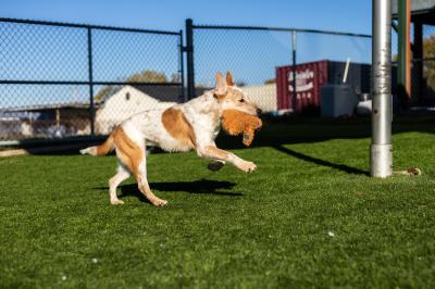 Maple the dog running with a toy in her mouth