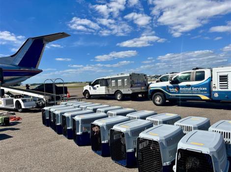 Line of pet crates containing animals next to an airplane and animal control vehicles