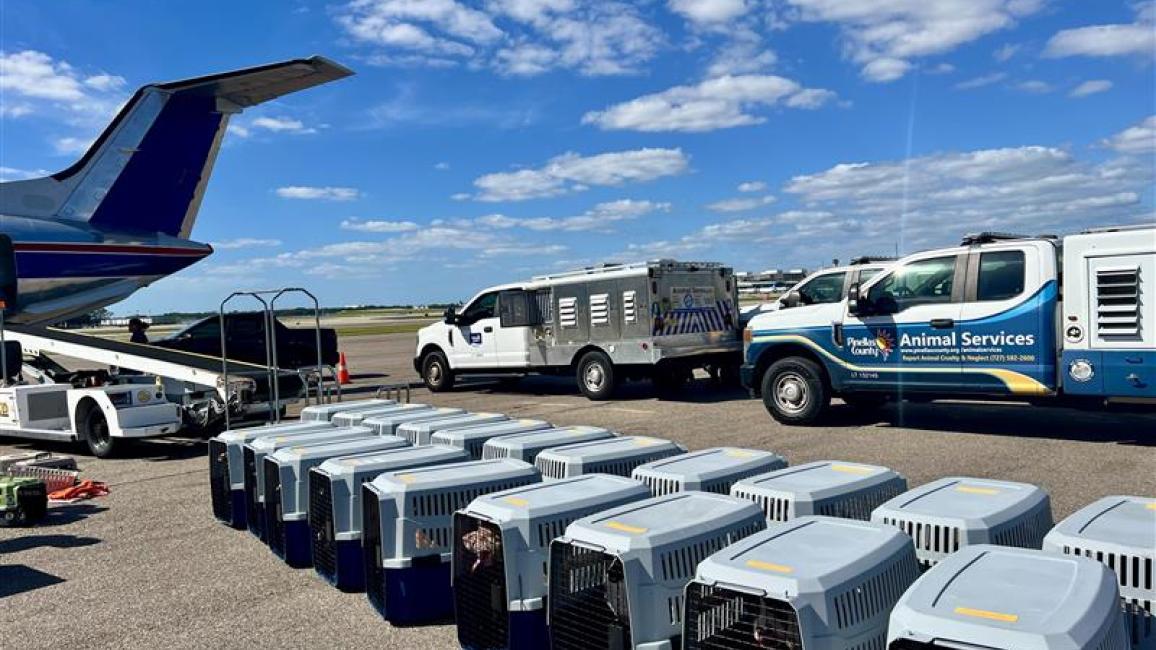 Line of pet crates containing animals next to an airplane and animal control vehicles