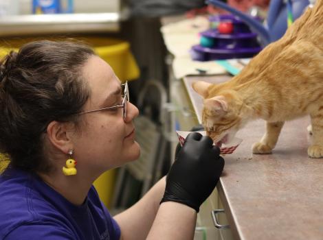 Person at eye level with an orange tabby cat