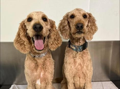 Winston and Watson the doodle-type dogs