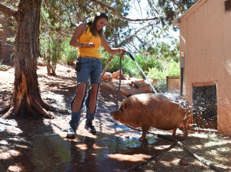 Person spraying a pig with a hose