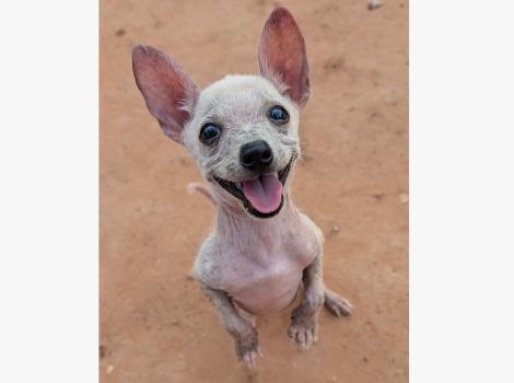 King Julian the dog standing up on his hind legs with his mouth open in a wide smile