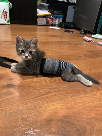 Benedict the kitten lying on the floor, wearing a diaper