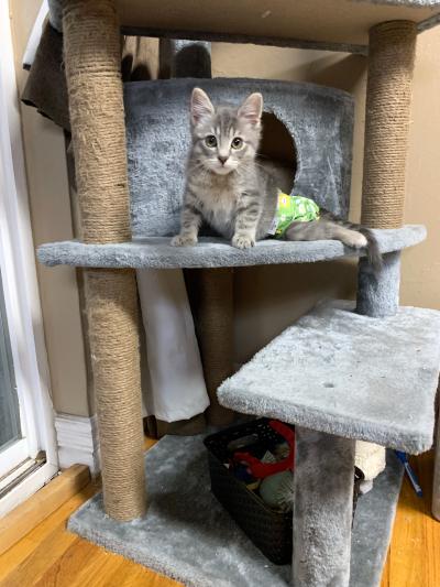 Benedict the kitten wearing a diaper and up on a cat tree