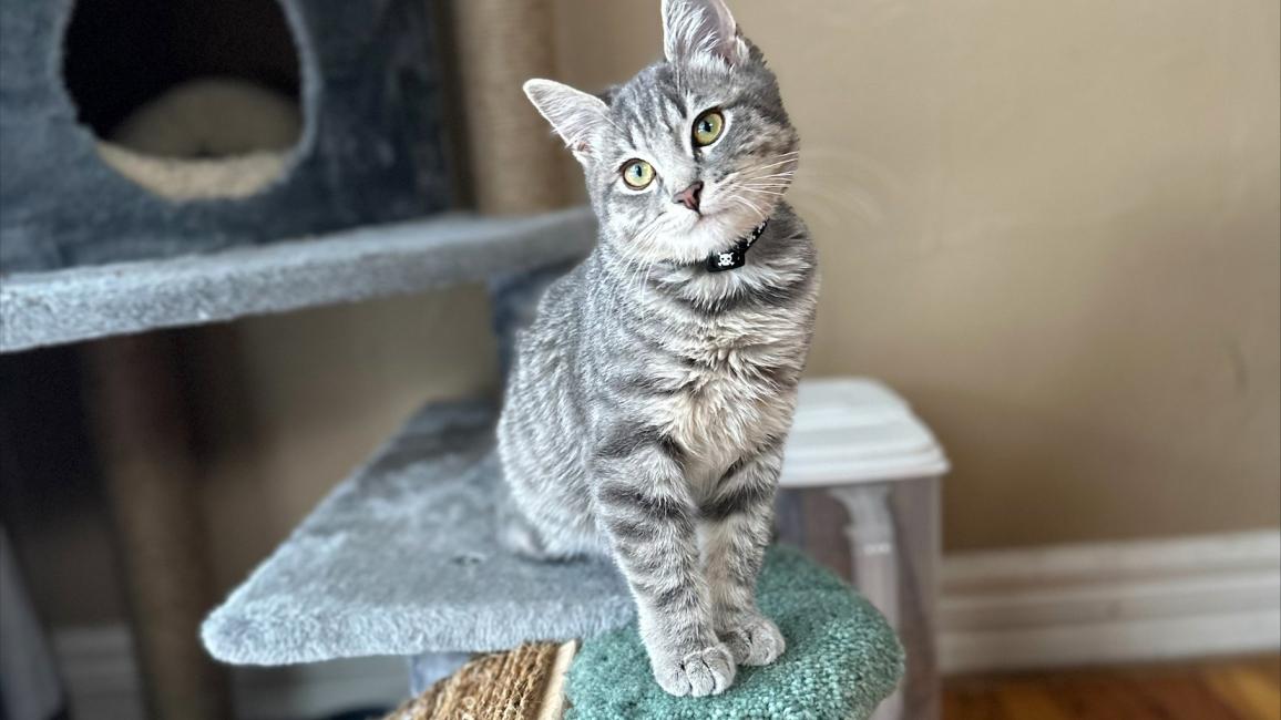 Benedict the kitten sitting on a cat tree