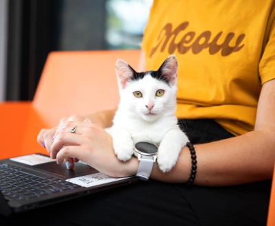 Kitten sitting on a person's lap as they work on a laptop