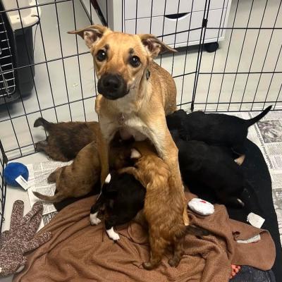 Kookie the dog with her litter of puppies