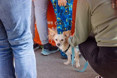 Small fluffy eared dog surrounded by multiple people