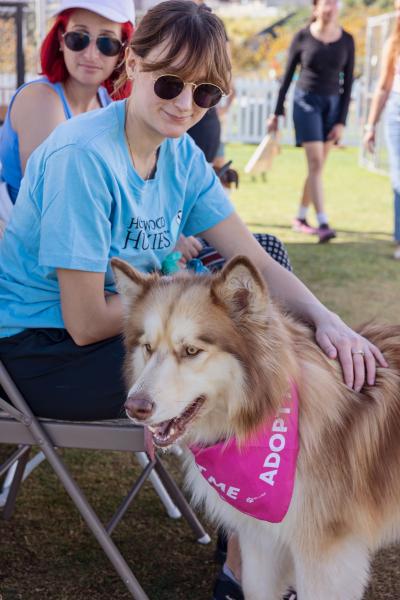 Person petting a husky-mix dog wearing a pink 'Adopt Me' bandanna