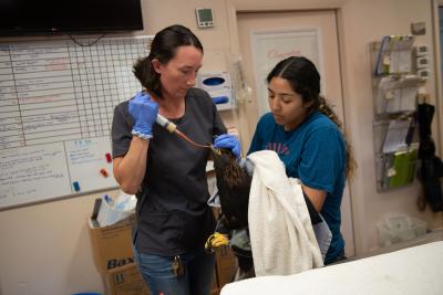 Lauren Ross and Brianna Vlach giving the golden eagle fluids