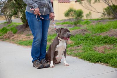 Person with a leashed, sitting gray and white pit-bull-type dog outside on a walkway