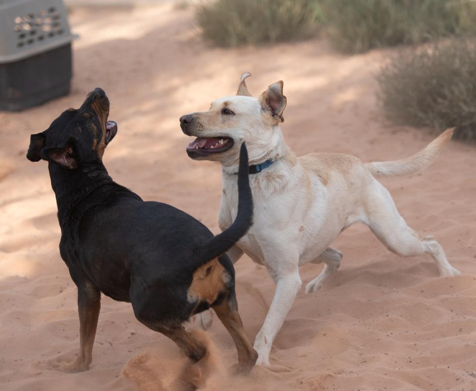 Baja Blast playing with Licorice, another dog, outside in the sand