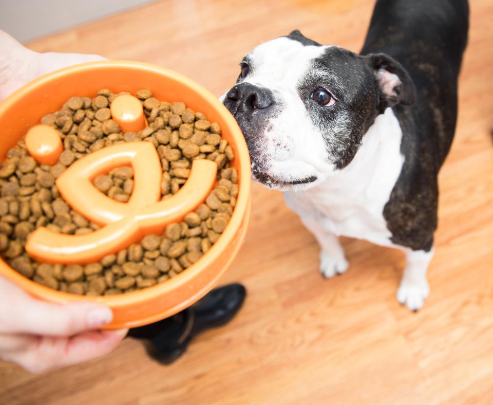 Black and white dog looking at a person's hands holding a Best Friends bowl containing dog food