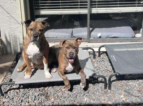 Logan and Doug the dogs lying next to each other on a raised bed outside