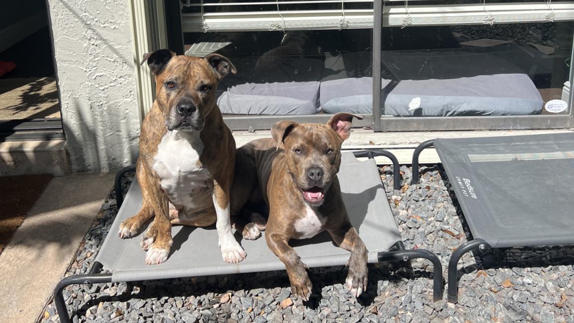 Logan and Doug the dogs lying next to each other on a raised bed outside