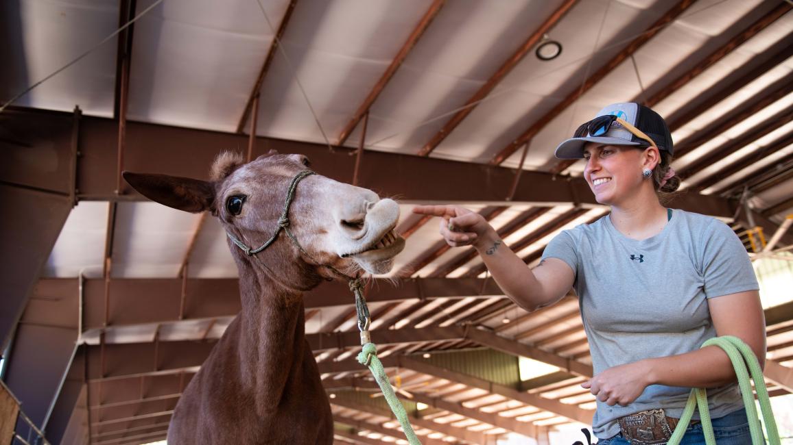 Priscilla training Lucky the mule to smile