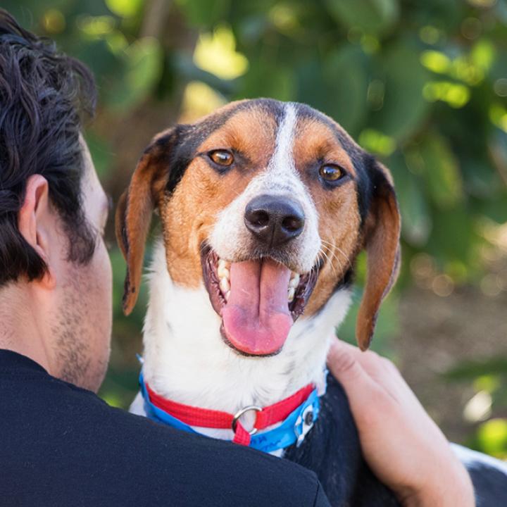 Smiling dog looking over the shoulder of a person with foliage behind them