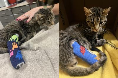 Marble the cat showing off different bandage designs