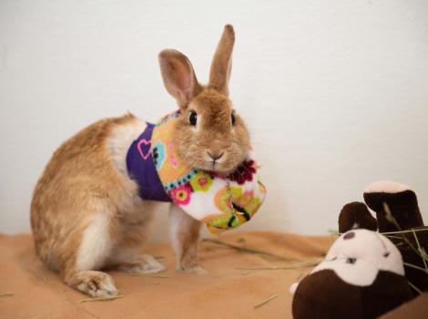 Marilyn Bunroe wearing a bandage and a colorful soft e-collar following her surgery