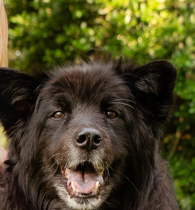 Smiling person Maryanne Dailey with Rosie the black dog who is also smiling, with green foliage in the background