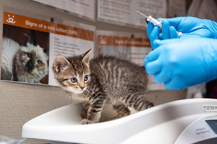 Person wearing rubber gloves about ready to insert a microchip in a tabby kitten