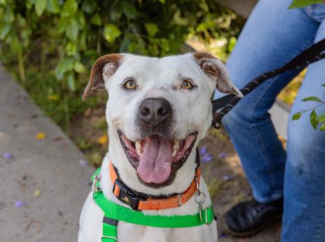 Smiling do outside on a walk with a person