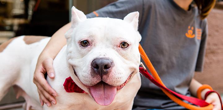 Minnie the smiling pit-bull-terrier-type dog