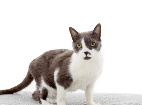 Misty the cat on a patterned cushion with white background