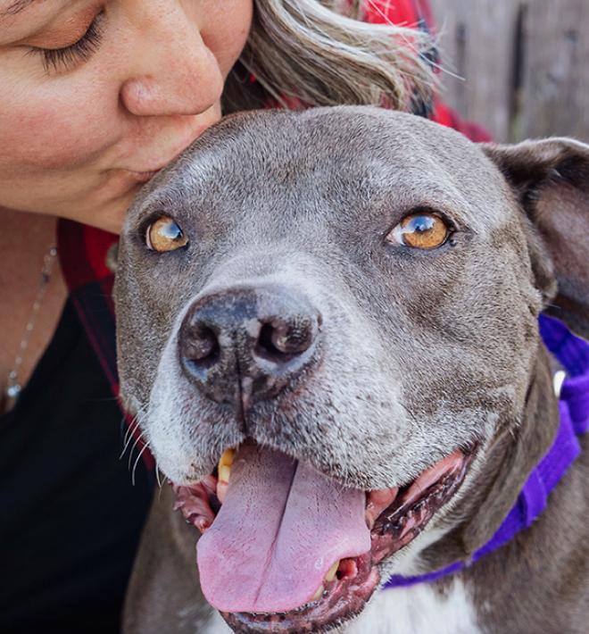 Person wearing red plaid shirt kissing the top of the head of a gray and white pit bull type dog