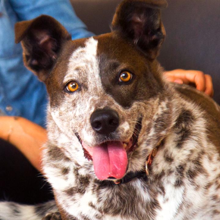 Person sitting on a comfortable couch with a happy dog