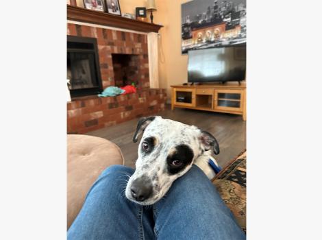 Neo the dog with his head on the lap of a person in his new home