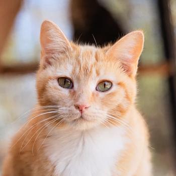 Orange and white mom cat