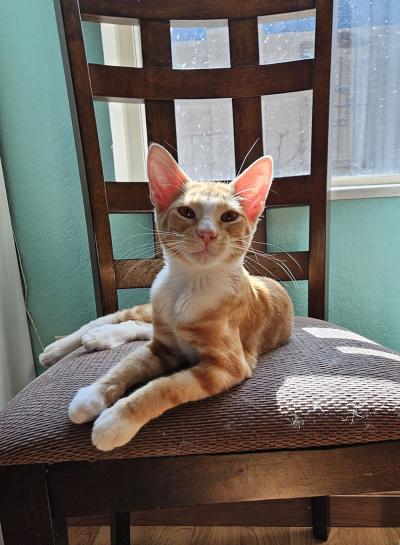 Ajax the cat lying on a chair