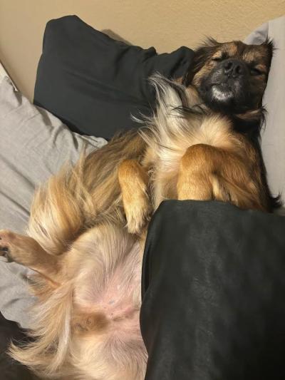 Nikki the dog lying sleeping on a couch