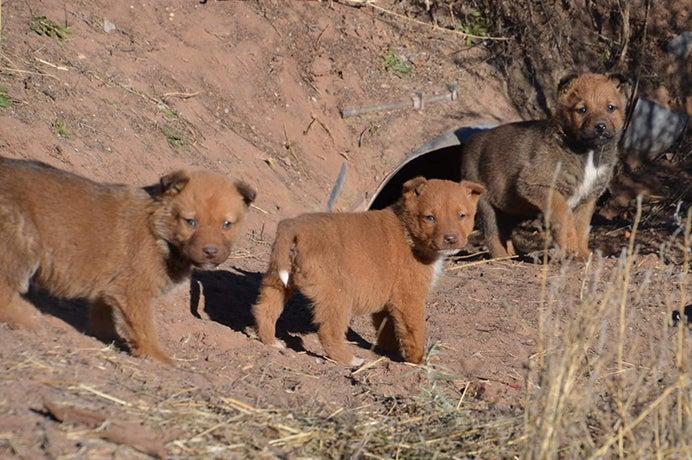 Puppies born on the Navajo Nation