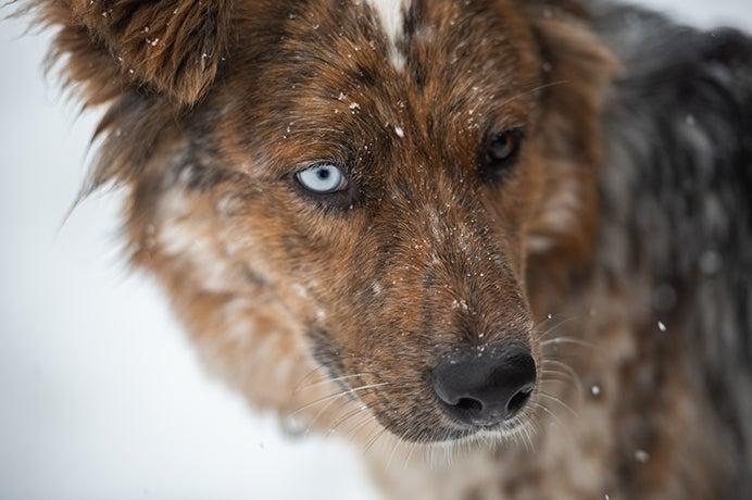 Close up of Rez dog in the snow